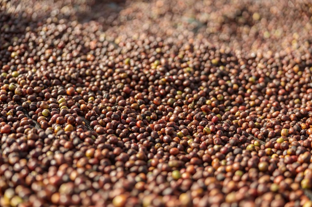 Coffee plantations on the mountains in Africa