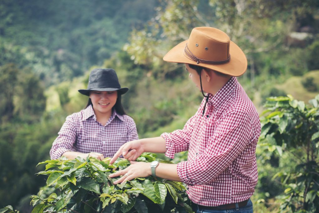 farmer Coffee is harvesting coffee berries in coffee farm.